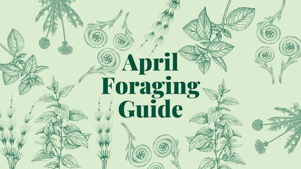April Foraging Guide